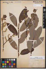 Foto von Salix cinerea L. x Salix phylicifolia L.